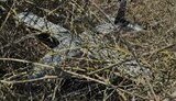 Ще один дрон знайшли у Кишиневі