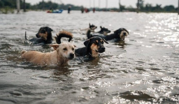 Due to explosion of Kakhovka HPP, animals also suffer: Ministry of Internal Affairs calls on citizens to take care of their pets. VIDEO