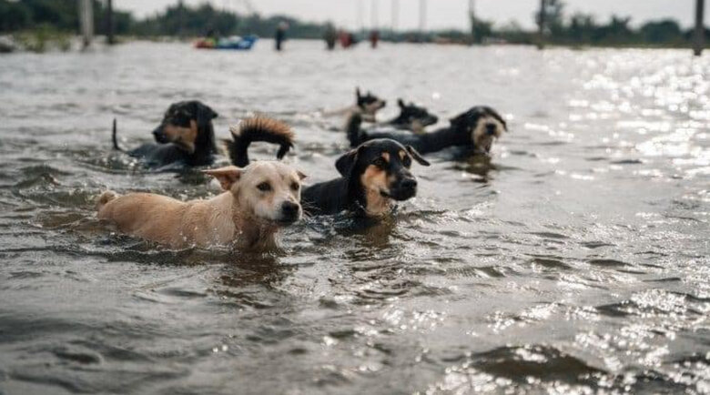 Due to explosion of Kakhovka HPP, animals also suffer: Ministry of Internal Affairs calls on citizens to take care of their pets 01 Due to explosion of Kakhovka HPP, animals also suffer: Ministry of Internal Affairs calls on citizens to take care of their pets 01