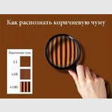 Коричневая чума