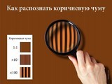 Коричневая чума