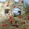 Володимир Гуменюк
