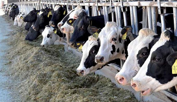 Поголів’я корів в Україні зменшується, але у промисловому секторі ‒ зростає, ‒ Держстат