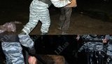 беркут