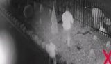 Перехрестилися й обікрали: парафіяни вночі вкрали квіти з клумби у дворі церкви на Дніпропетровщині. ВІДЕО камер спостереження