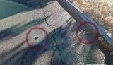 В Херсоне полиция уничтожила российские мины "лепесток"