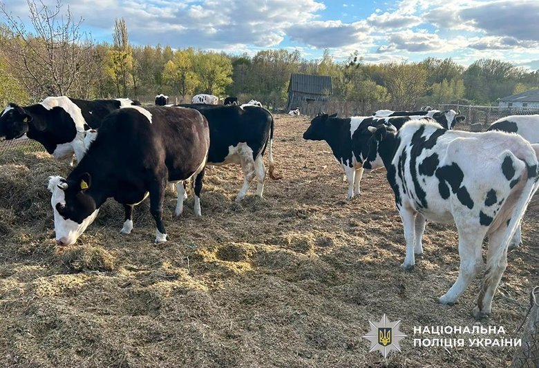 На Житомирщині через бездіяльність директора підприємства загинула худоба