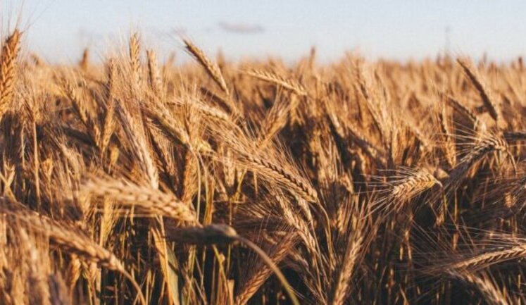 Ukraine increased grain exports by 58% this season - Ministry of Agrarian Policy