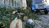 В Харькове продолжается вырубка: в центре города уничтожают липы. ФОТОрепортаж