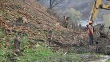 киев вырубка деревьев