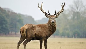 В Україні запровадили єдині правила обліку мисливських тварин