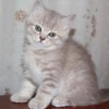 Любовь Гавана