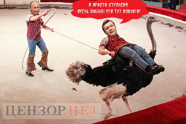 Любовь и страусы