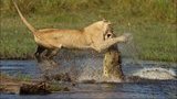Как мать защищает свое потомство: драка отважной львицы с крокодилом. ФОТОрепортаж
