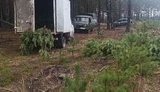 елки