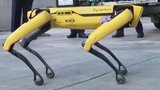 Робот-собака Boston Dynamics допомагатиме уточнити розподіл радіації в Чорнобилі. ВIДЕО