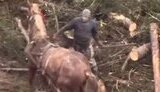 У Буковелі чоловік побив палицею коня