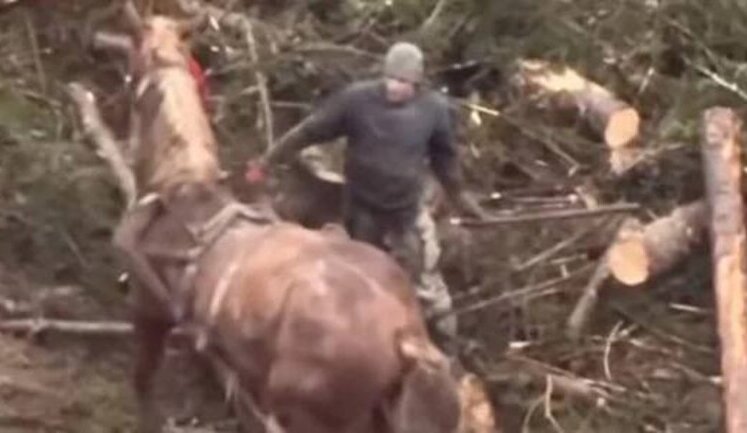 Чоловік побив палицею коня біля готелю у Буковелі: поліціянти встановили особу зловмисника. ВIДЕО