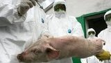 Кабмин упростил выплату компенсаций аграриям при карантине животных
