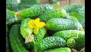 В Україні подешевшали огірки: сприятлива погода прискорила достигання тепличних овочів