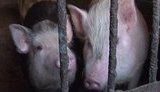 Мяса не будет? Селяне вырезают скот: "У них "Лексуси", як хати завбільшки, а нам - знов дуля". + ВИДЕО.