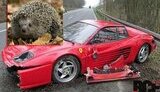 Водитель разбил Ferrari, стоимостью $ 135 тысяч, чтобы не задавить ежа. ФОТО