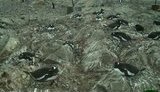 Міносвіти пропонує українським школярам взяти участь в дослідженні Антарктиди і порахувати пінгвінів. ФОТОрепортаж