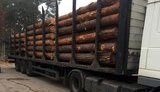 Киевский лесник вырубил 20 кубометров леса для продажи и был задержан с поличным. ФОТОрепортаж
