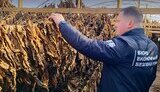 На Одещині знайшли 16 теплиць для нелегального вирощування тютюну