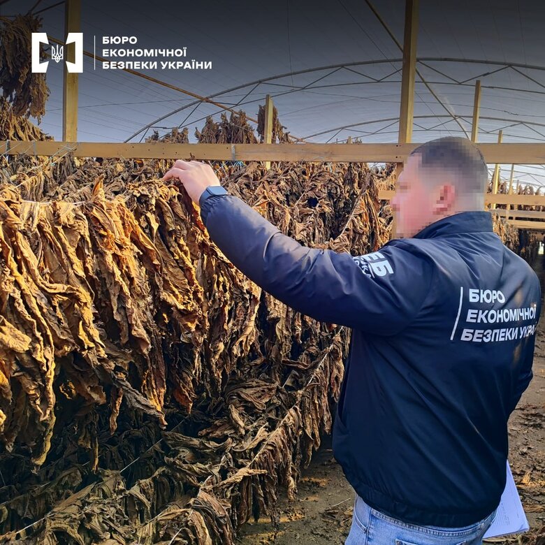 На Одещині знайшли 16 теплиць для нелегального вирощування тютюну