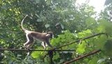 "Їдять персики та яблука. Перебігають з ділянки на ділянку. І нічого зробити не можна", - 9 мавп, які втекли із зоопарку, тиждень гуляють дачним кооперативом на Одещині. ВІДЕО+ФОТОрепортаж