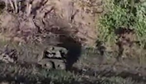 Ground robotic system evacuates severely wounded soldier under fire just 20 meters from ruscists’ positions. VIDEO