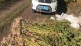 У полі соняшнику на Дніпропетровщині поліція виявила плантацію конопель на 28 млн грн. ВІДЕО+ФОТОрепортаж