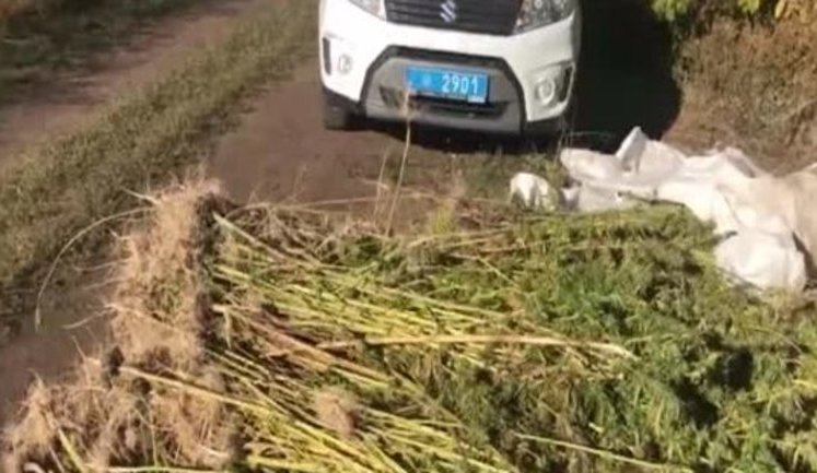 В поле подсолнечника на Днепропетровщине полиция обнаружила плантацию конопли на 28 млн грн. ВИДЕО+ФОТОрепортаж