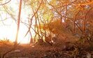 Сили оборони Півдня