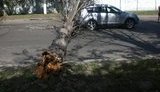 В Луганске автомобили придавило деревом, рухнувшим на проезжую часть. ФОТО