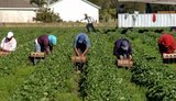 Minister Ardanowski: Polish farmers interested in Ukrainian workers