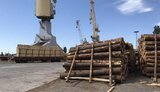 Хто буде продавати ліс на мільярди гривень