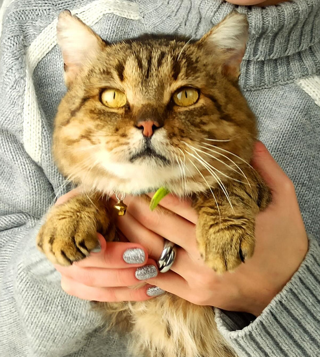 Через масований ракетний обстріл у притулку на Київщині загинув кіт Жовтень - не витримало серце, - зоозахисники 02 Через масований ракетний обстріл у притулку на Київщині загинув кіт Жовтень - не витримало серце, - зоозахисники 02