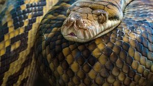 13 конфіскованих пітонів віддали Львівському зоопарку, - Мін'юст