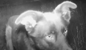 Безпритульний собака "рейдернув" смаколики із українського НРК, який віз продукти на передову: "Ми не проти. Ми любимо песиків". ВIДЕО