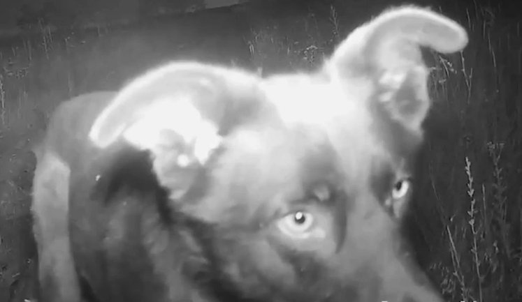 Безпритульний собака "рейдернув" смаколики із українського НРК, який віз продукти на передову: "Ми не проти. Ми любимо песиків". ВIДЕО