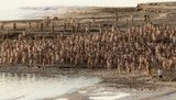 1200 обнаженных на берегу Мертвого моря: пришли спасать чудо природы. ФОТОрепортаж