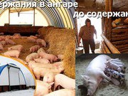 Бактерии для подстилки животных Biolatic