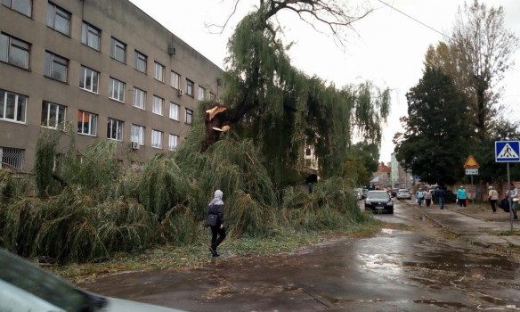 Toppled trees and damaged cars: State Emergency Service liquidating storm aftermath in Lviv and region 04