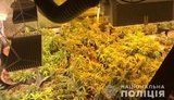 Девушка и ее сожитель выращивали марихуану на конспиративных квартирах и продавали жителям столицы, - полиция. ФОТОрепортаж
