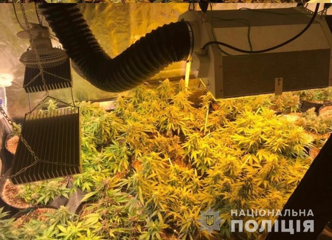 Девушка и ее сожитель выращивали марихуану на конспиративных квартирах и продавали жителям столицы, - полиция 05