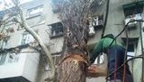В Одессе два огромных тополя упали на пятиэтажку. ФОТО