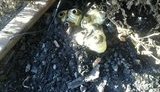 вагон дебальцево минирование