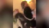 "За Жириновского!", - помощник депутата-"единоросса" облил водой Собчак. ВИДЕО